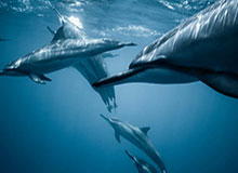 华体会——开启全新体育娱乐体验